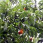 Artocarpus Hypargyraeus, Artocarpus Lingnanensis Seed 300 PCS, Bai Gui Mu