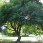 Artocarpus Hypargyraeus, Artocarpus Lingnanensis Seed 300 PCS, Bai Gui Mu