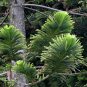Araucaria Cunninghamii, Hoop Pine Seed 100 PCS, Nan Yang Shan