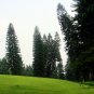 Araucaria Cunninghamii, Hoop Pine Seed 100 PCS, Nan Yang Shan