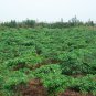 Alstonia Scholaris, Blackboard Tree Seed 500 PCS, Ditabark Tang Jiao Shu