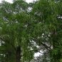 Alstonia Scholaris, Blackboard Tree Seed 500 PCS, Ditabark Tang Jiao Shu