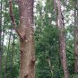 Alnus Cremastogyne, Alders Alnus Seed 2000 PCS, Qi Mu