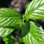 Alnus Cremastogyne, Alders Alnus Seed 2000 PCS, Qi Mu