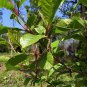 Alnus Cremastogyne, Alders Alnus Seed 2000 PCS, Qi Mu