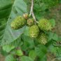 Alnus Cremastogyne, Alders Alnus Seed 2000 PCS, Qi Mu