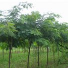 Albizia Julibrissin, Persian Silk Tree Seed 1000 PCS, Pink Silk Tree He Huan