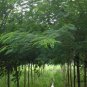 Albizia Julibrissin, Persian Silk Tree Seed 1000 PCS, Pink Silk Tree He Huan