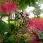 Albizia Julibrissin, Persian Silk Tree Seed 1000 PCS, Pink Silk Tree He Huan