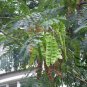 Albizia Julibrissin, Persian Silk Tree Seed 1000 PCS, Pink Silk Tree He Huan