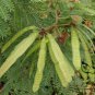 Albizia Julibrissin, Persian Silk Tree Seed 1000 PCS, Pink Silk Tree He Huan