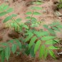Ailanthus-Altissima, Tree Of Heaven Seed 1000 PCS, Ailanthus Chou Chun