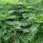 Ailanthus-Altissima, Tree Of Heaven Seed 1000 PCS, Ailanthus Chou Chun