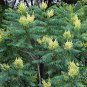 Ailanthus-Altissima, Tree Of Heaven Seed 1000 PCS, Ailanthus Chou Chun