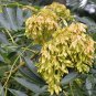 Ailanthus-Altissima, Tree Of Heaven Seed 1000 PCS, Ailanthus Chou Chun