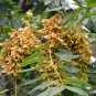Ailanthus-Altissima, Tree Of Heaven Seed 1000 PCS, Ailanthus Chou Chun