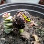 Afzelia Xylocarpa, Landscape Design Mian Qie 30 PCS, Mianqie