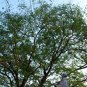 Afzelia Xylocarpa, Landscape Design Mian Qie 30 PCS, Mianqie