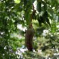 Afzelia Xylocarpa, Landscape Design Mian Qie 30 PCS, Mianqie