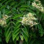 Afzelia Xylocarpa, Landscape Design Mian Qie 30 PCS, Mianqie