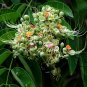 Afzelia Xylocarpa, Landscape Design Mian Qie 30 PCS, Mianqie