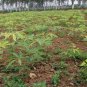 Aesculus Chinensis, Chinese Horse Chestnut Seed 50 PCS, Qi Ye Shu
