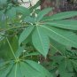 Aesculus Chinensis, Chinese Horse Chestnut Seed 50 PCS, Qi Ye Shu