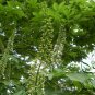 Aesculus Chinensis, Chinese Horse Chestnut Seed 50 PCS, Qi Ye Shu