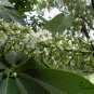 Aesculus Chinensis, Chinese Horse Chestnut Seed 50 PCS, Qi Ye Shu