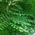 Adenanthera Pavonina, Red Lucky Seed 200 PCS, Bead Tree Hai Hongdou