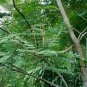 Adenanthera Pavonina, Red Lucky Seed 200 PCS, Bead Tree Hai Hongdou