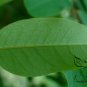 Adenanthera Pavonina, Red Lucky Seed 200 PCS, Bead Tree Hai Hongdou