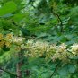 Adenanthera Pavonina, Red Lucky Seed 200 PCS, Bead Tree Hai Hongdou