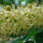Adenanthera Pavonina, Red Lucky Seed 200 PCS, Bead Tree Hai Hongdou