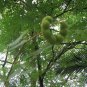Adenanthera Pavonina, Red Lucky Seed 200 PCS, Bead Tree Hai Hongdou