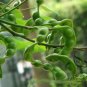 Adenanthera Pavonina, Red Lucky Seed 200 PCS, Bead Tree Hai Hongdou