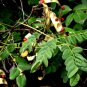 Adenanthera Pavonina, Red Lucky Seed 200 PCS, Bead Tree Hai Hongdou