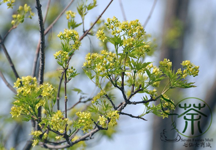 Acer Truncatum, Shantung Maple Seed 300 PCS, Yuan Bao Feng