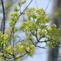 Acer Truncatum, Shantung Maple Seed 300 PCS, Yuan Bao Feng