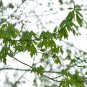Acer Truncatum, Shantung Maple Seed 300 PCS, Yuan Bao Feng