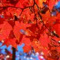 Acer Truncatum, Shantung Maple Seed 300 PCS, Yuan Bao Feng