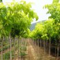 Acer Saccharum, Sugar Maple Seed 300 PCS, Rock Maple Meizhou Tang Qi