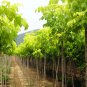 Acer Saccharum, Sugar Maple Seed 300 PCS, Rock Maple Meizhou Tang Qi