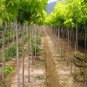 Acer Saccharum, Sugar Maple Seed 300 PCS, Rock Maple Meizhou Tang Qi