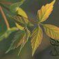 Acer Saccharum, Sugar Maple Seed 300 PCS, Rock Maple Meizhou Tang Qi