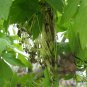 Acer Saccharum, Sugar Maple Seed 300 PCS, Rock Maple Meizhou Tang Qi