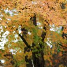 Acer Pubipalmatum, Chinese Maple Seed 500 PCS, Ji Zhua Qi