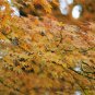 Acer Pubipalmatum, Chinese Maple Seed 500 PCS, Ji Zhua Qi