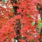 Acer Pubipalmatum, Chinese Maple Seed 500 PCS, Ji Zhua Qi