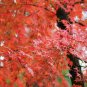 Acer Pubipalmatum, Chinese Maple Seed 500 PCS, Ji Zhua Qi